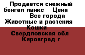 Продается снежный бенгал(линкс) › Цена ­ 25 000 - Все города Животные и растения » Кошки   . Свердловская обл.,Кировград г.